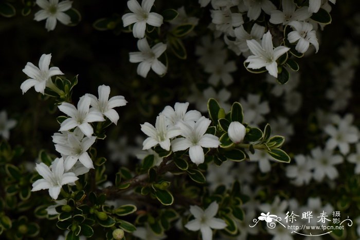 银边六月雪Serissa japonica ‘Variegata’