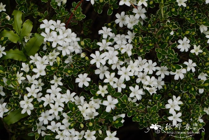 银边六月雪Serissa japonica ‘Variegata’