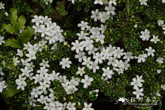 银边六月雪Serissa japonica ‘Variegata’ 银边六月雪Serissa japonica ‘Variegata’