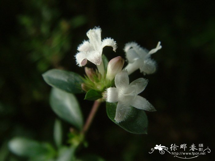 六月雪Serissa foetida 六月雪Serissa foetida
