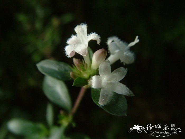 六月雪Serissa foetida