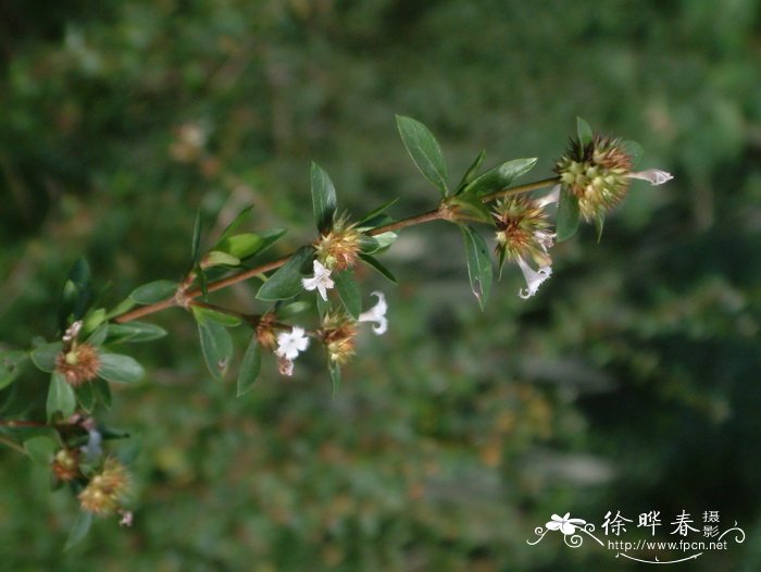 六月雪Serissa foetida