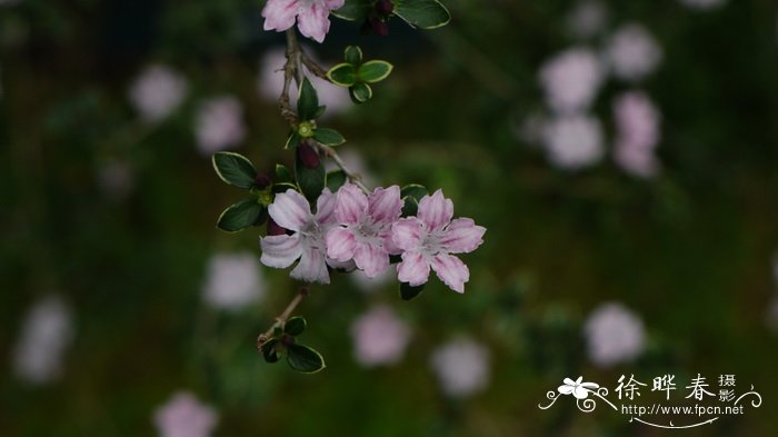 红花六月雪Serissa japonica ‘Rubescens’