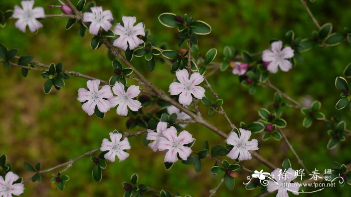 红花六月雪Serissa japonica ‘Rubescens’