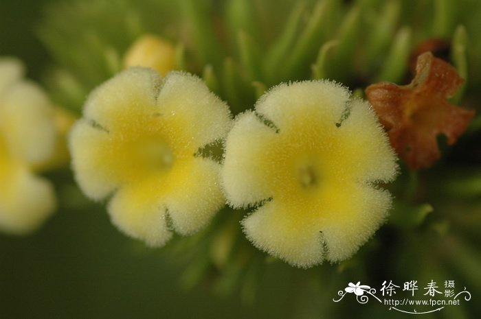 线萼蜘蛛花Silvianthus tonkinensis 线萼蜘蛛花Silvianthus tonkinensis