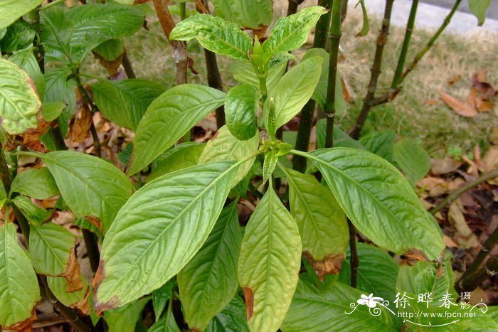 线萼蜘蛛花Silvianthus tonkinensis 线萼蜘蛛花Silvianthus tonkinensis