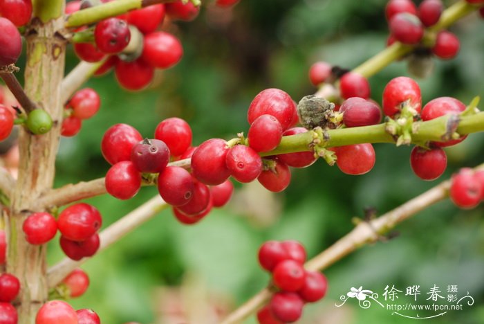 小粒咖啡Coffea arabica 小粒咖啡Coffea arabica