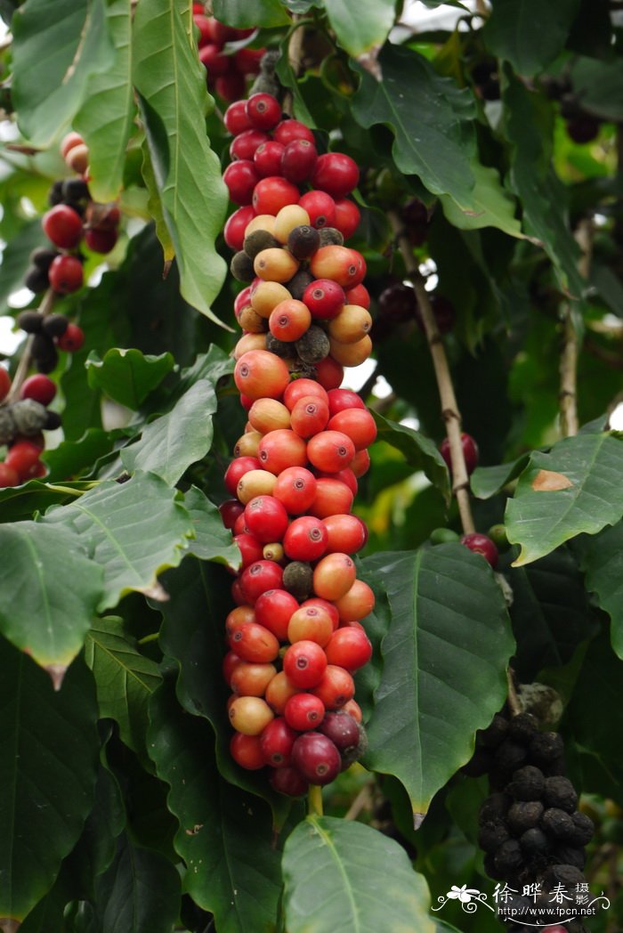 小粒咖啡Coffea arabica 小粒咖啡Coffea arabica
