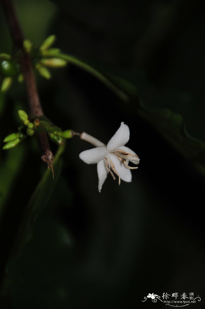 小粒咖啡Coffea arabica 小粒咖啡Coffea arabica