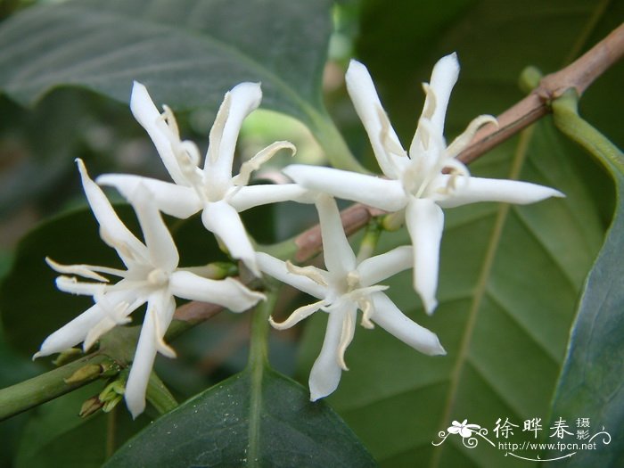 中粒咖啡Coffea canephora 中粒咖啡Coffea canephora