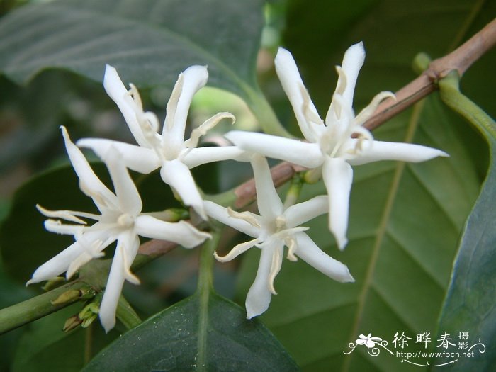 中粒咖啡Coffea canephora