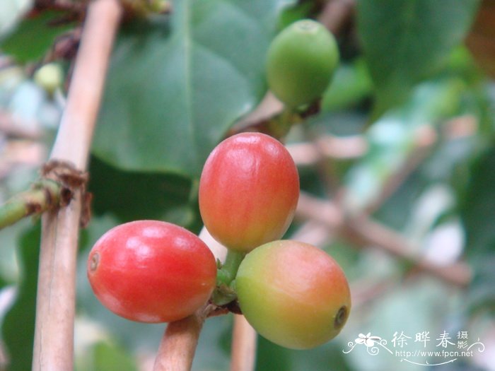 中粒咖啡Coffea canephora 中粒咖啡Coffea canephora