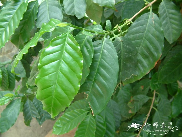 中粒咖啡Coffea canephora 中粒咖啡Coffea canephora