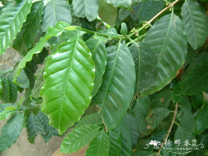 中粒咖啡Coffea canephora