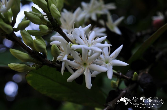 大粒咖啡Coffea liberica 大粒咖啡Coffea liberica