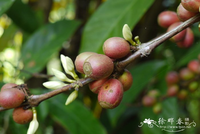 大粒咖啡Coffea liberica 大粒咖啡Coffea liberica