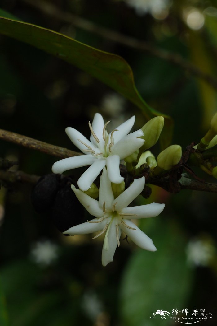 大粒咖啡Coffea liberica 大粒咖啡Coffea liberica