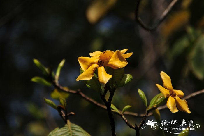 大黄栀子Gardenia sootepensis