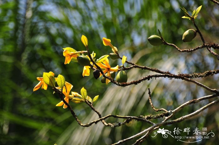 大黄栀子Gardenia sootepensis