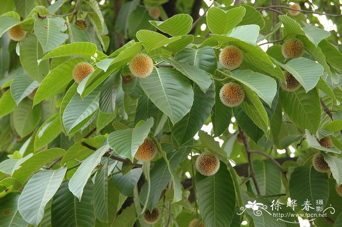 团花Neolamarckia cadamba 团花Neolamarckia cadamba