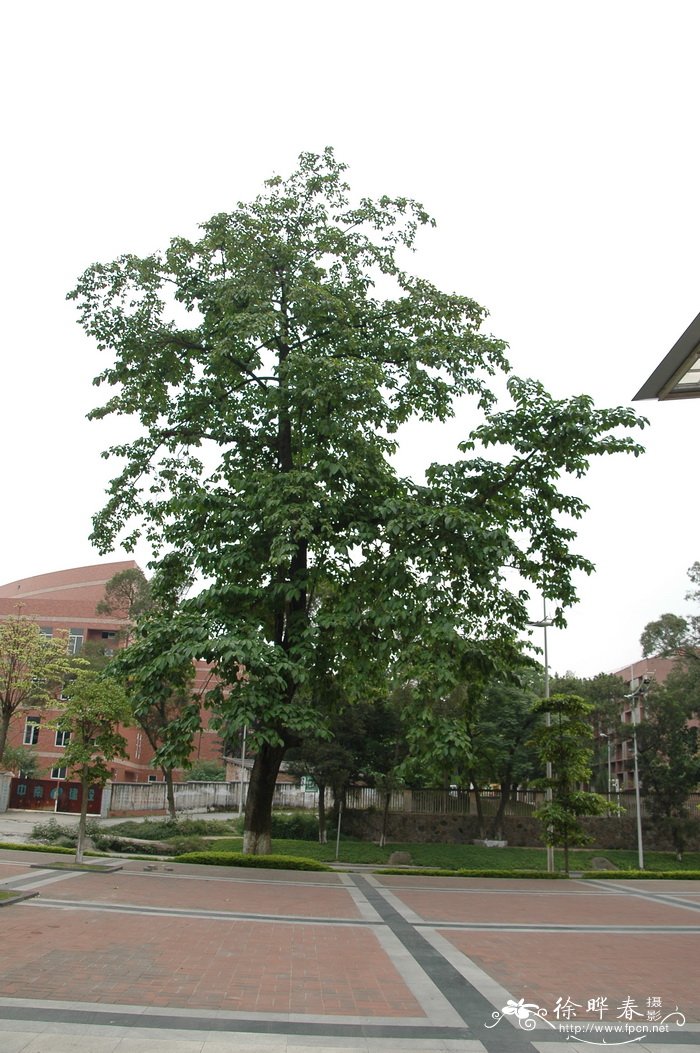 团花Neolamarckia cadamba 团花Neolamarckia cadamba