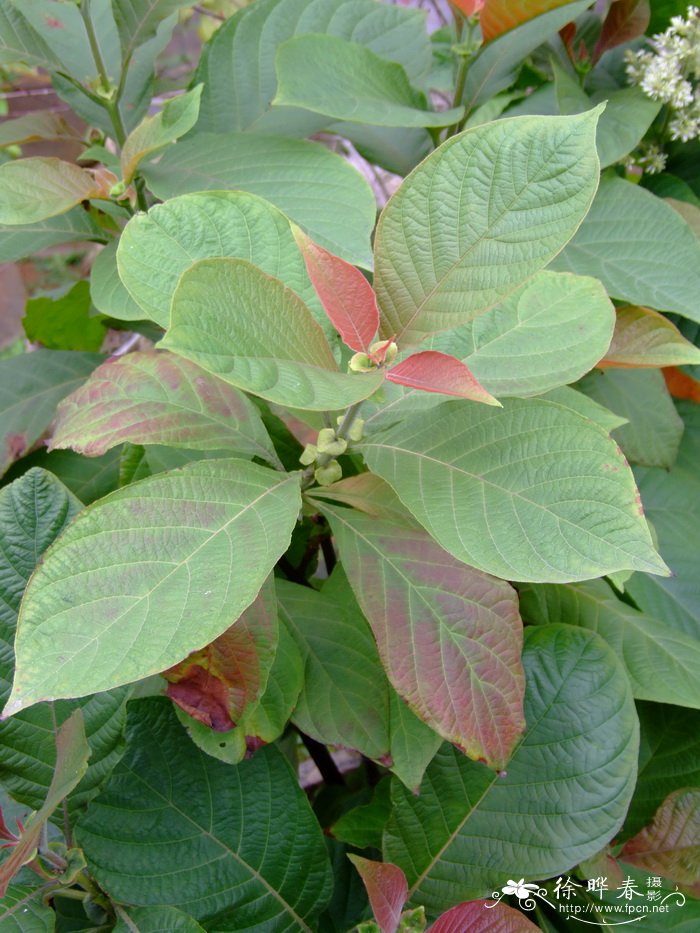 广东水锦树Wendlandia guangdongensis 广东水锦树Wendlandia guangdongensis