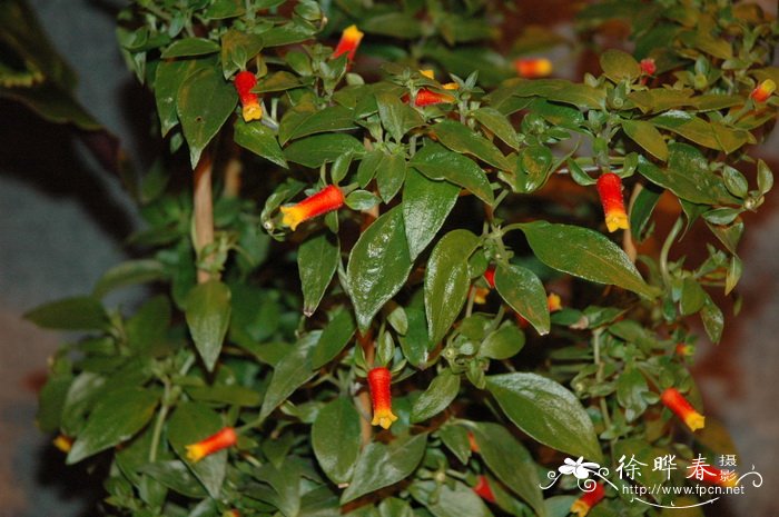 火焰草Manettia luteorubra 火焰草Manettia luteorubra