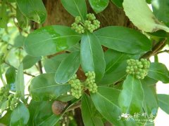 巴戟天Morinda officinalis