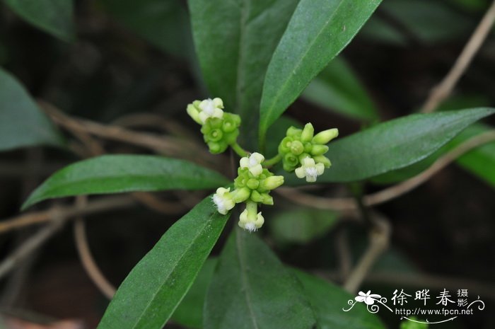 百眼藤Morinda parvifolia 百眼藤Morinda parvifolia