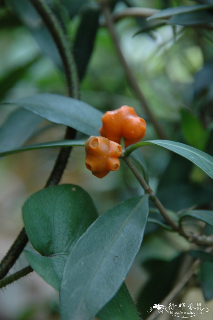 百眼藤Morinda parvifolia 百眼藤Morinda parvifolia