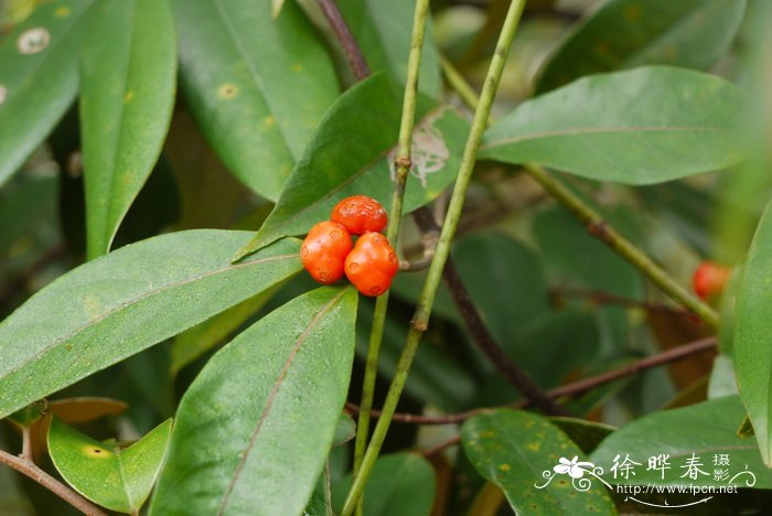 羊角藤Morinda umbellata subsp. obovata