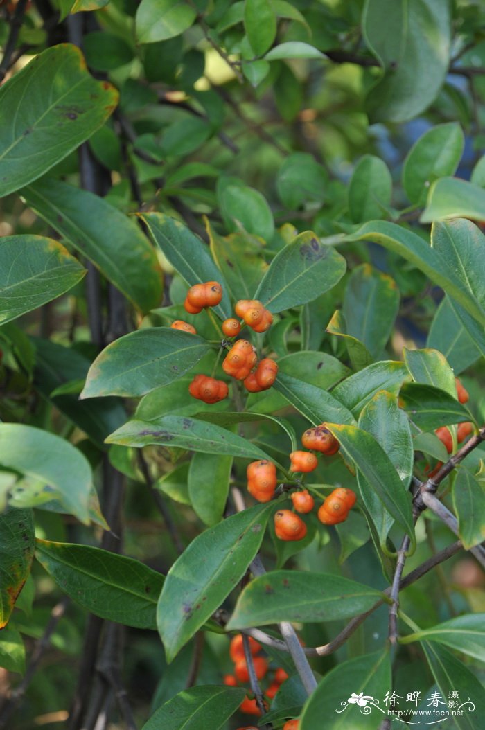 羊角藤morinda umbellata subsp. obovata