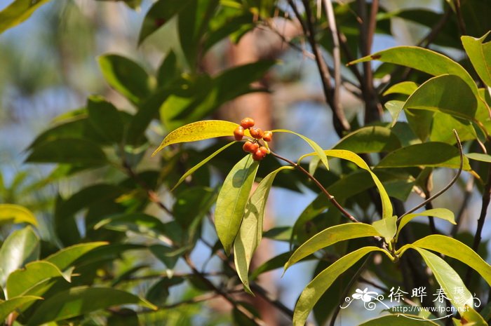 羊角藤Morinda umbellata subsp. obovata