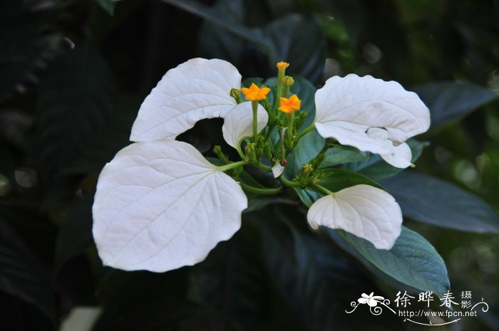 楠藤Mussaenda erosa 楠藤Mussaenda erosa