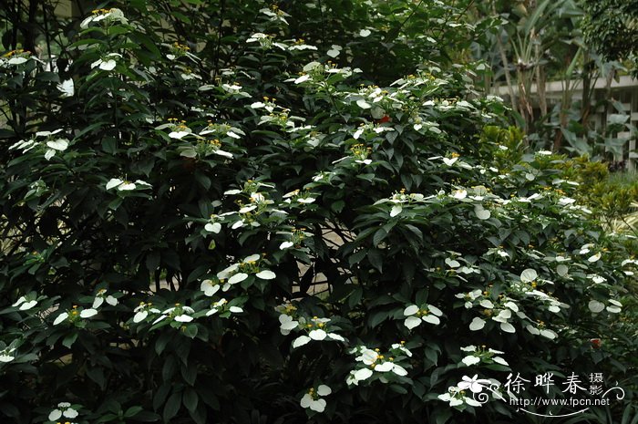楠藤Mussaenda erosa 楠藤Mussaenda erosa
