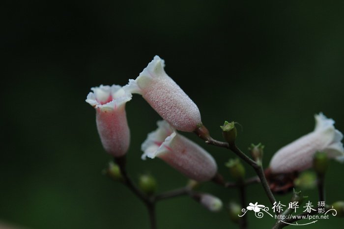 鸡矢藤Paederia foetida 鸡矢藤Paederia foetida