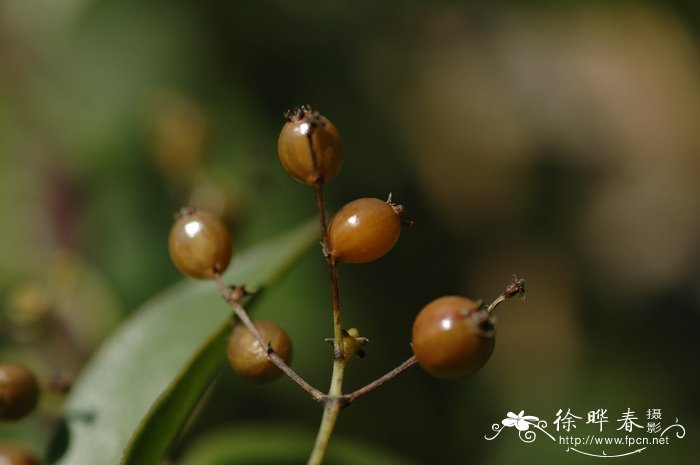 鸡矢藤Paederia foetida 鸡矢藤Paederia foetida