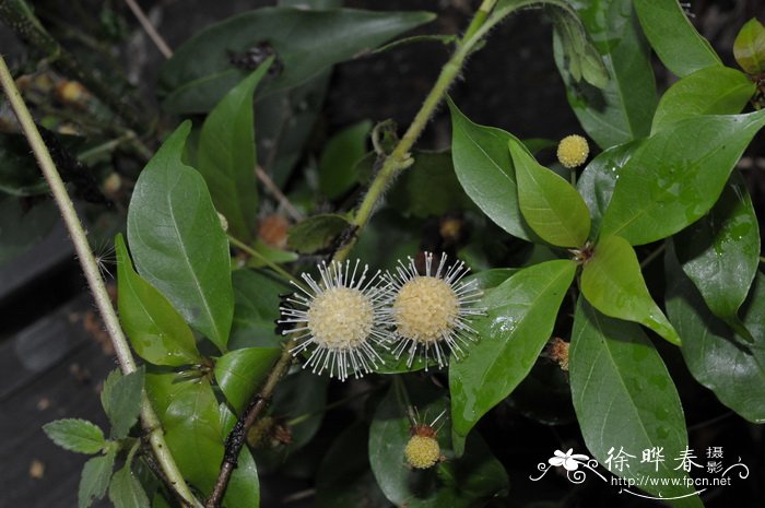 水团花Adina pilulifera 水团花Adina pilulifera