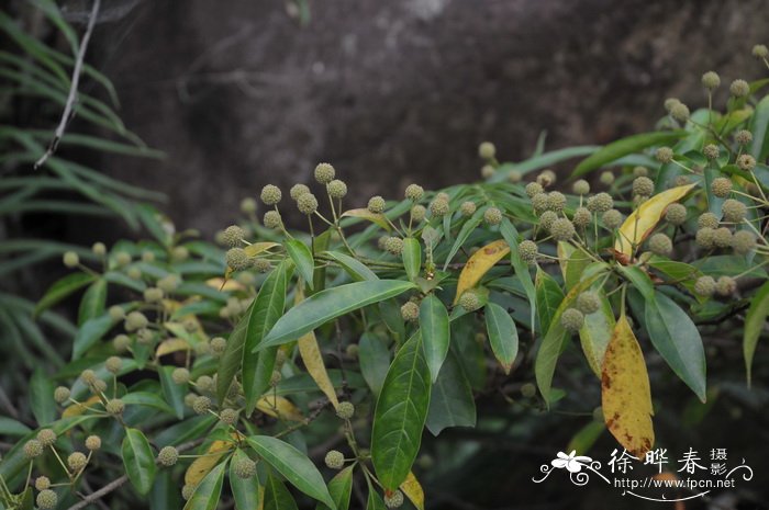 水团花Adina pilulifera 水团花Adina pilulifera