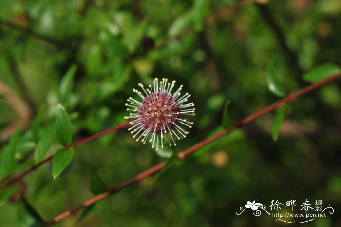 细叶水团花Adina rubella