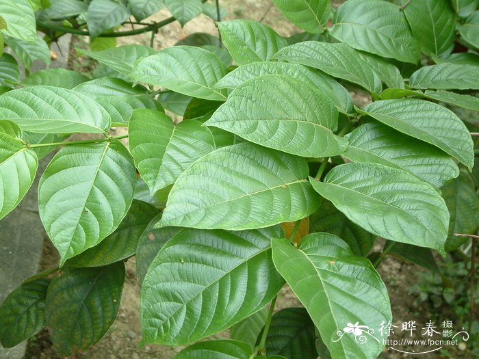 大叶钩藤Uncaria macrophylla