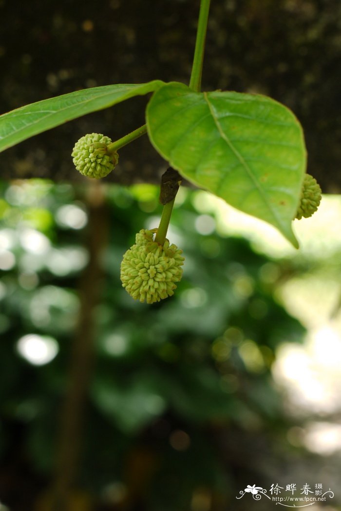 大叶钩藤Uncaria macrophylla 大叶钩藤Uncaria macrophylla