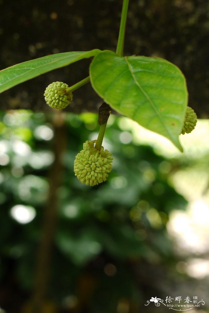 大叶钩藤Uncaria macrophylla