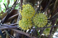 钩藤Uncaria rhynchophylla