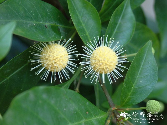 水团花Adina pilulifera 水团花Adina pilulifera