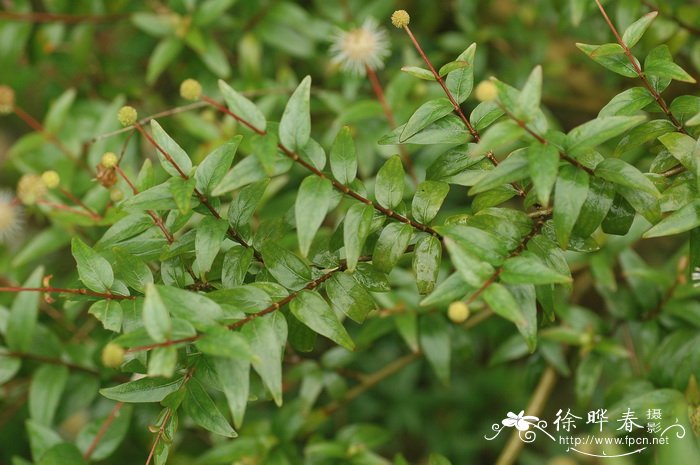 细叶水团花Adina rubella 细叶水团花Adina rubella