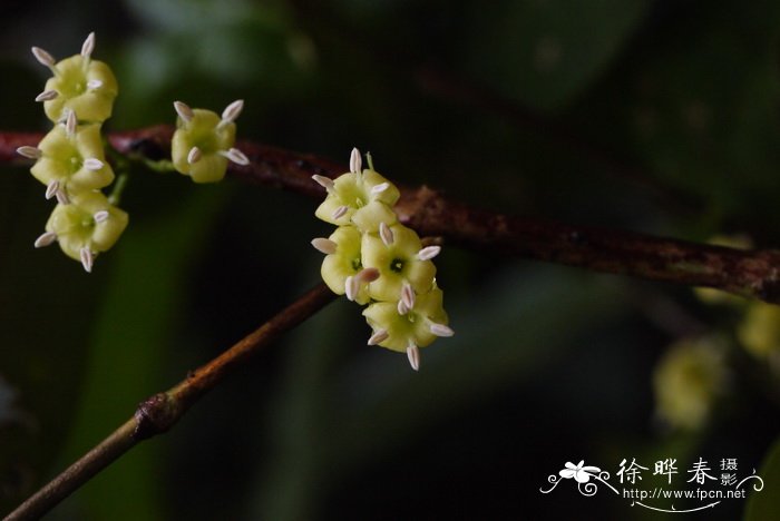 狗骨柴Diplospora dubia 狗骨柴Diplospora dubia