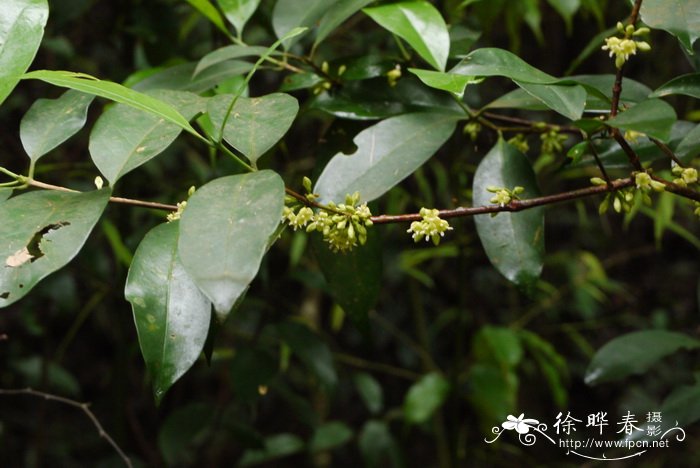 狗骨柴Diplospora dubia 狗骨柴Diplospora dubia