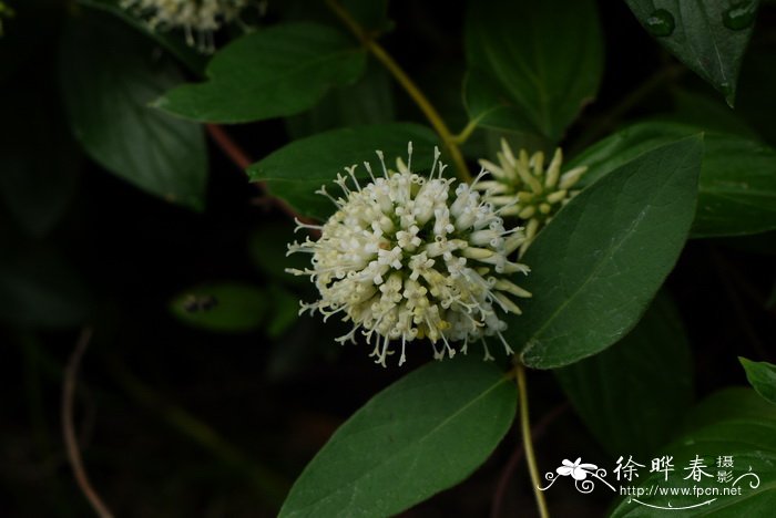 牛白藤Hedyotis hedyotidea 牛白藤Hedyotis hedyotidea