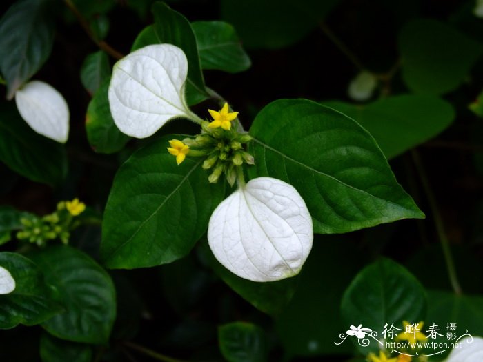 玉叶金花Mussaenda pubescens